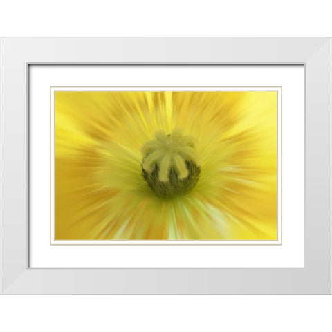 Washington, Seabeck Abstract inside poppy flower White Modern Wood Framed Art Print with Double Matting by Paulson, Don