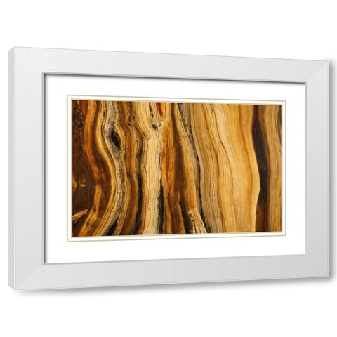 CA, White Mts Wilderness Bristlecone pine wood White Modern Wood Framed Art Print with Double Matting by Paulson, Don