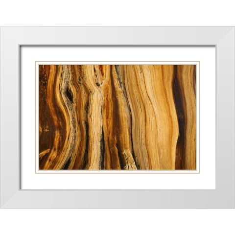 CA, White Mts Wilderness Bristlecone pine wood White Modern Wood Framed Art Print with Double Matting by Paulson, Don