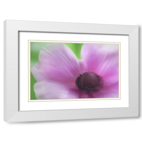 Washington, Seabeck Garden Flower Anemone White Modern Wood Framed Art Print with Double Matting by Paulson, Don