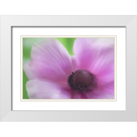 Washington, Seabeck Garden Flower Anemone White Modern Wood Framed Art Print with Double Matting by Paulson, Don