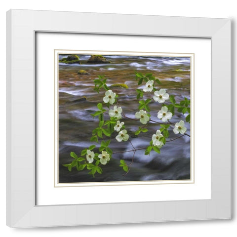 WA, Gifford Pinchot NF Pacific dogwood branh White Modern Wood Framed Art Print with Double Matting by Paulson, Don