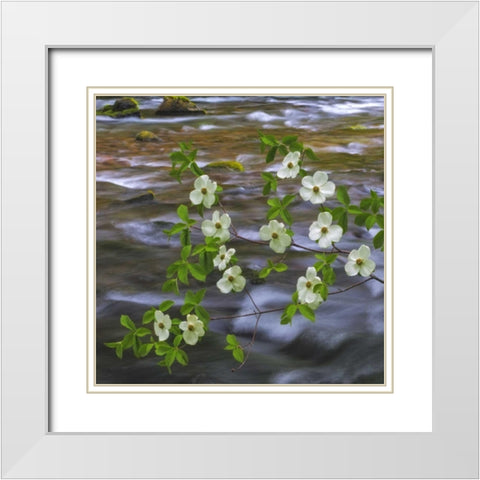 WA, Gifford Pinchot NF Pacific dogwood branh White Modern Wood Framed Art Print with Double Matting by Paulson, Don