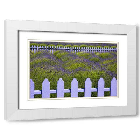 WA, Sequim Field of lavender with picket fence White Modern Wood Framed Art Print with Double Matting by Carter, Jean