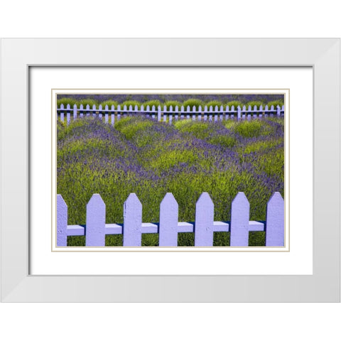 WA, Sequim Field of lavender with picket fence White Modern Wood Framed Art Print with Double Matting by Carter, Jean