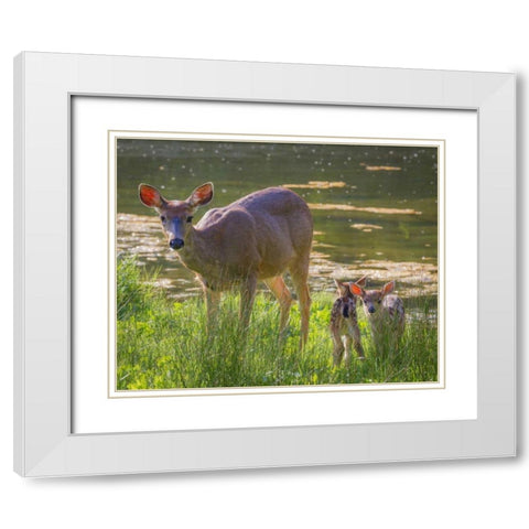 Washington, Seabeck Blacktail deer with fawns White Modern Wood Framed Art Print with Double Matting by Paulson, Don