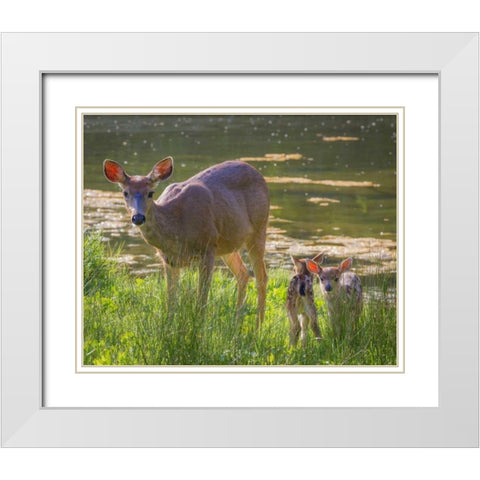 Washington, Seabeck Blacktail deer with fawns White Modern Wood Framed Art Print with Double Matting by Paulson, Don