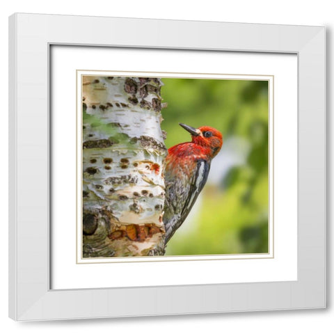 Washington, Seabeck Red-breasted sapsucker White Modern Wood Framed Art Print with Double Matting by Paulson, Don