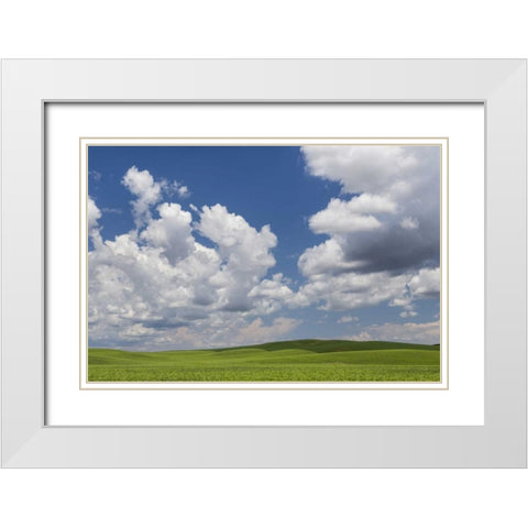 Washington, Palouse Hills Field of spring peas White Modern Wood Framed Art Print with Double Matting by Paulson, Don