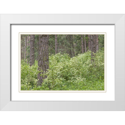 Washington, Palouse Hills, flowering ninebark White Modern Wood Framed Art Print with Double Matting by Paulson, Don