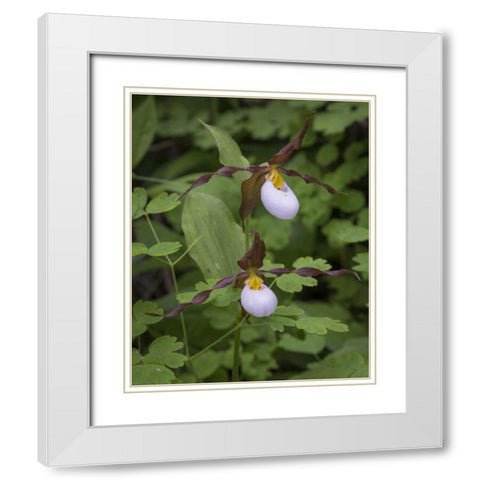 WA, Kamiak Butte Co Park Lady slipper orchids White Modern Wood Framed Art Print with Double Matting by Paulson, Don