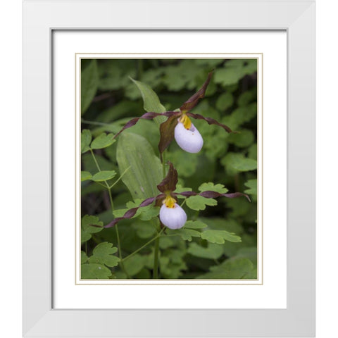 WA, Kamiak Butte Co Park Lady slipper orchids White Modern Wood Framed Art Print with Double Matting by Paulson, Don