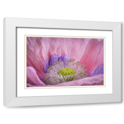 Washington State, Seabeck Inside of poppy flower White Modern Wood Framed Art Print with Double Matting by Paulson, Don