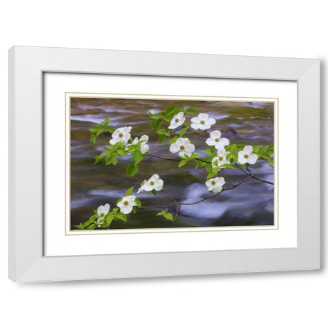 WA, Gifford Pinchot NF Pacific dogwood branh White Modern Wood Framed Art Print with Double Matting by Paulson, Don