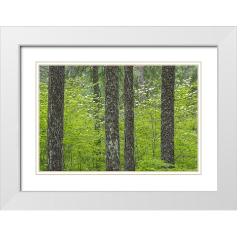 WA, Gifford Pinchot NF Tree trunks in a forest White Modern Wood Framed Art Print with Double Matting by Paulson, Don