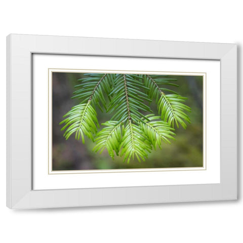 Washington, Gifford Pinchot NF Fir tree bough White Modern Wood Framed Art Print with Double Matting by Paulson, Don