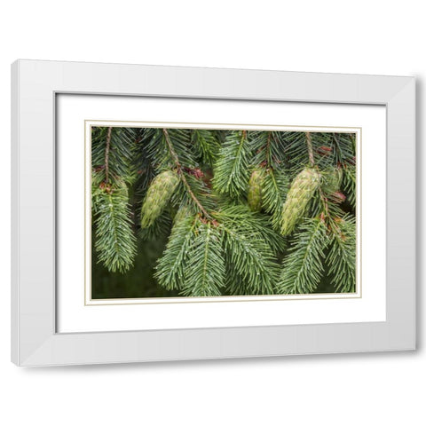 Washington State, Seabeck Douglas fir cones White Modern Wood Framed Art Print with Double Matting by Paulson, Don