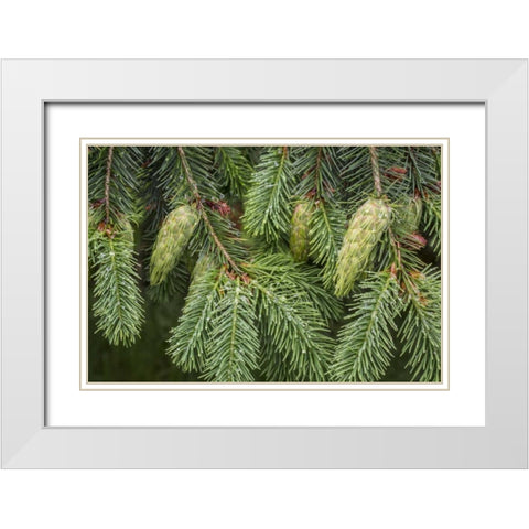 Washington State, Seabeck Douglas fir cones White Modern Wood Framed Art Print with Double Matting by Paulson, Don