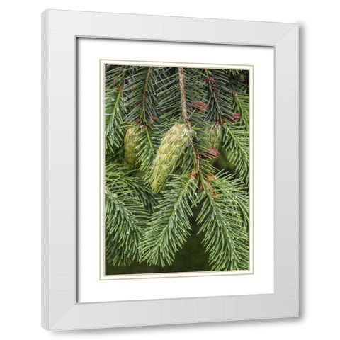 Washington State, Seabeck Douglas fir cones White Modern Wood Framed Art Print with Double Matting by Paulson, Don