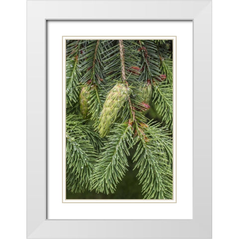 Washington State, Seabeck Douglas fir cones White Modern Wood Framed Art Print with Double Matting by Paulson, Don