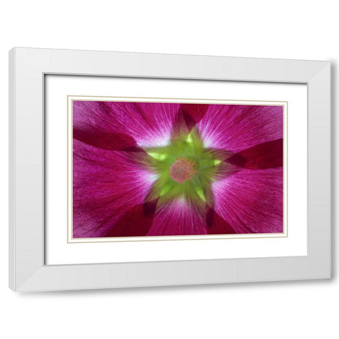 Washington, Seabeck Hollyhock blossom composite White Modern Wood Framed Art Print with Double Matting by Paulson, Don