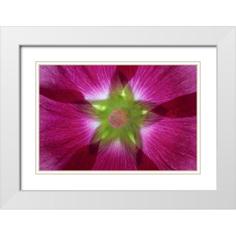 Washington, Seabeck Hollyhock blossom composite White Modern Wood Framed Art Print with Double Matting by Paulson, Don