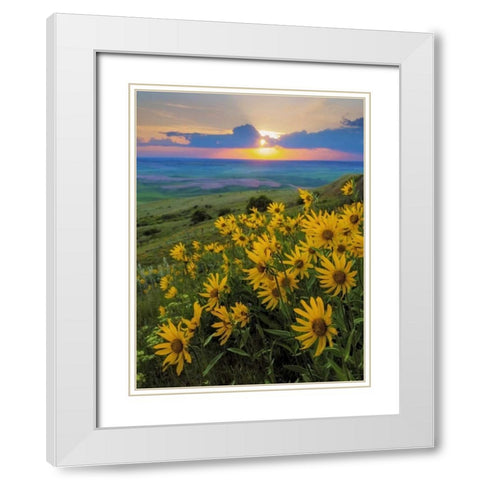 WA, Palouse Hills Douglas sunflowers White Modern Wood Framed Art Print with Double Matting by Paulson, Don