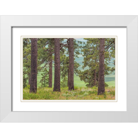 Washington, Palouse Hills Pine forest scenic White Modern Wood Framed Art Print with Double Matting by Paulson, Don