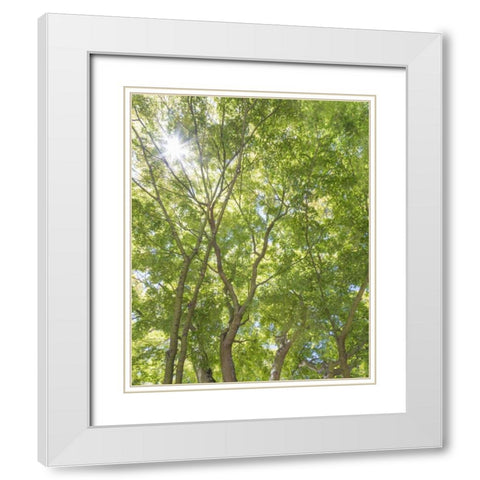 WA, Seattle Sun shining through maple trees White Modern Wood Framed Art Print with Double Matting by Paulson, Don
