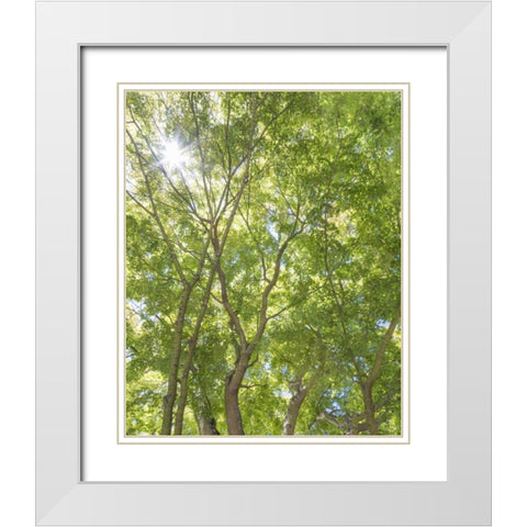 WA, Seattle Sun shining through maple trees White Modern Wood Framed Art Print with Double Matting by Paulson, Don