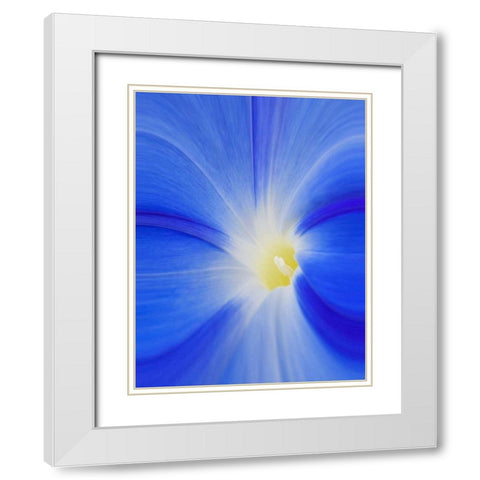 Washington State, Palouse A morning glory flower White Modern Wood Framed Art Print with Double Matting by Flaherty, Dennis