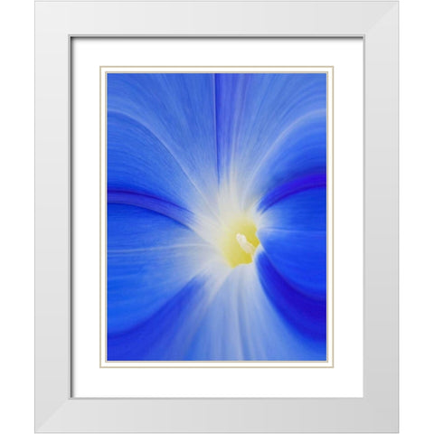 Washington State, Palouse A morning glory flower White Modern Wood Framed Art Print with Double Matting by Flaherty, Dennis