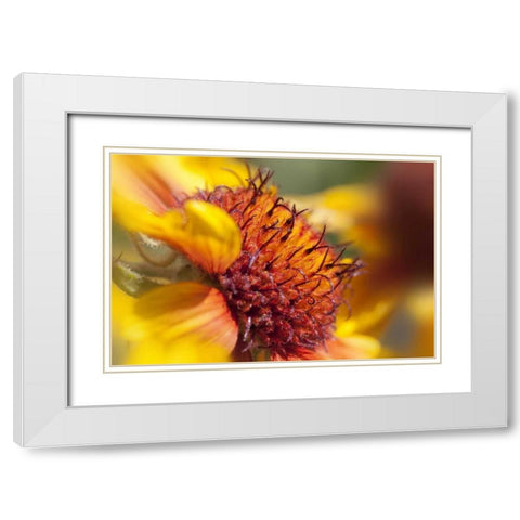 Washington State, Palouse A sunflower White Modern Wood Framed Art Print with Double Matting by Flaherty, Dennis