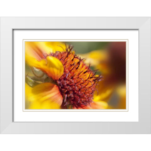 Washington State, Palouse A sunflower White Modern Wood Framed Art Print with Double Matting by Flaherty, Dennis