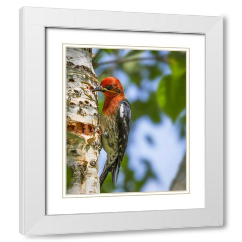 Washington, Seabeck Red-breasted sapsucker White Modern Wood Framed Art Print with Double Matting by Paulson, Don