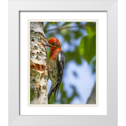 Washington, Seabeck Red-breasted sapsucker White Modern Wood Framed Art Print with Double Matting by Paulson, Don