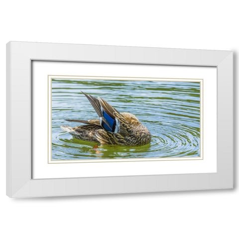 Washington, Seabeck Mallard duck preening White Modern Wood Framed Art Print with Double Matting by Paulson, Don