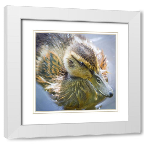 Washington State, Seabeck Mallard duck chick White Modern Wood Framed Art Print with Double Matting by Paulson, Don