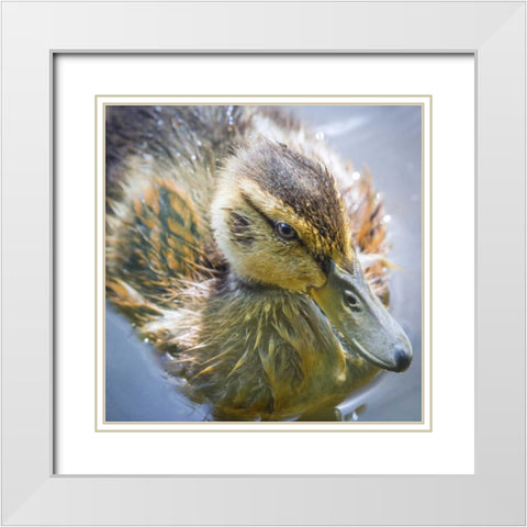 Washington State, Seabeck Mallard duck chick White Modern Wood Framed Art Print with Double Matting by Paulson, Don