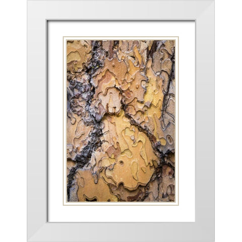 Washington, Wenatchee NF Ponderosa pine bark White Modern Wood Framed Art Print with Double Matting by Paulson, Don