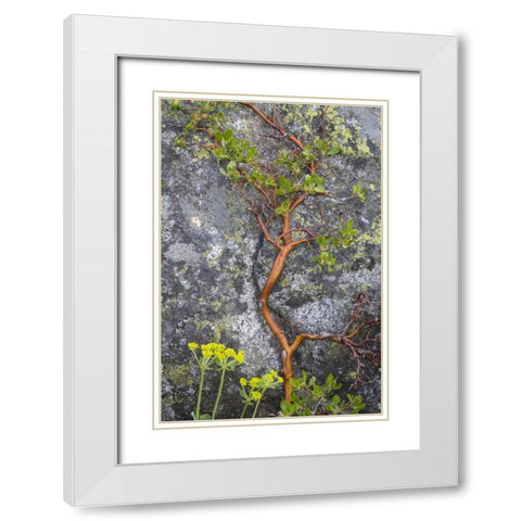 WA, Wenatchee NF Manzanita growing on boulder White Modern Wood Framed Art Print with Double Matting by Paulson, Don