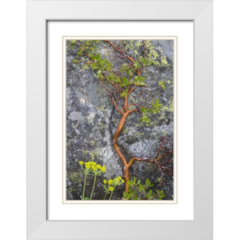 WA, Wenatchee NF Manzanita growing on boulder White Modern Wood Framed Art Print with Double Matting by Paulson, Don