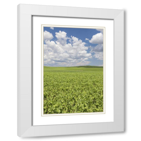 Washington, Palouse Hills Field of spring peas White Modern Wood Framed Art Print with Double Matting by Paulson, Don