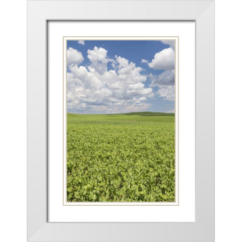 Washington, Palouse Hills Field of spring peas White Modern Wood Framed Art Print with Double Matting by Paulson, Don