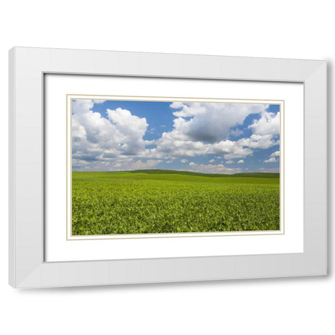 Washington, Palouse Hills Field of spring peas White Modern Wood Framed Art Print with Double Matting by Paulson, Don