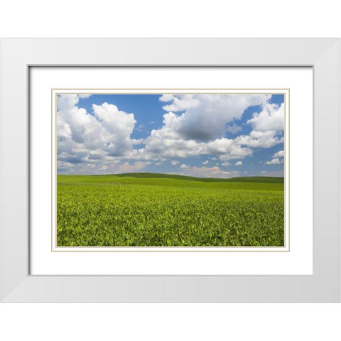 Washington, Palouse Hills Field of spring peas White Modern Wood Framed Art Print with Double Matting by Paulson, Don