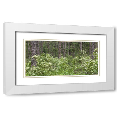 Washington, Palouse Hills, flowering ninebark White Modern Wood Framed Art Print with Double Matting by Paulson, Don