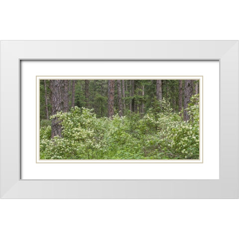 Washington, Palouse Hills, flowering ninebark White Modern Wood Framed Art Print with Double Matting by Paulson, Don