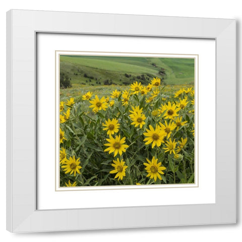 WA, Kamiak Butte Co Park Douglass sunflowers White Modern Wood Framed Art Print with Double Matting by Paulson, Don