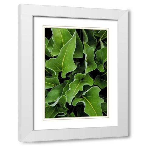 WA, Palouse Hills Arrowleaf balsamroot plant White Modern Wood Framed Art Print with Double Matting by Paulson, Don